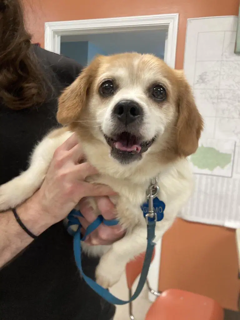 Gizmo - Corgi