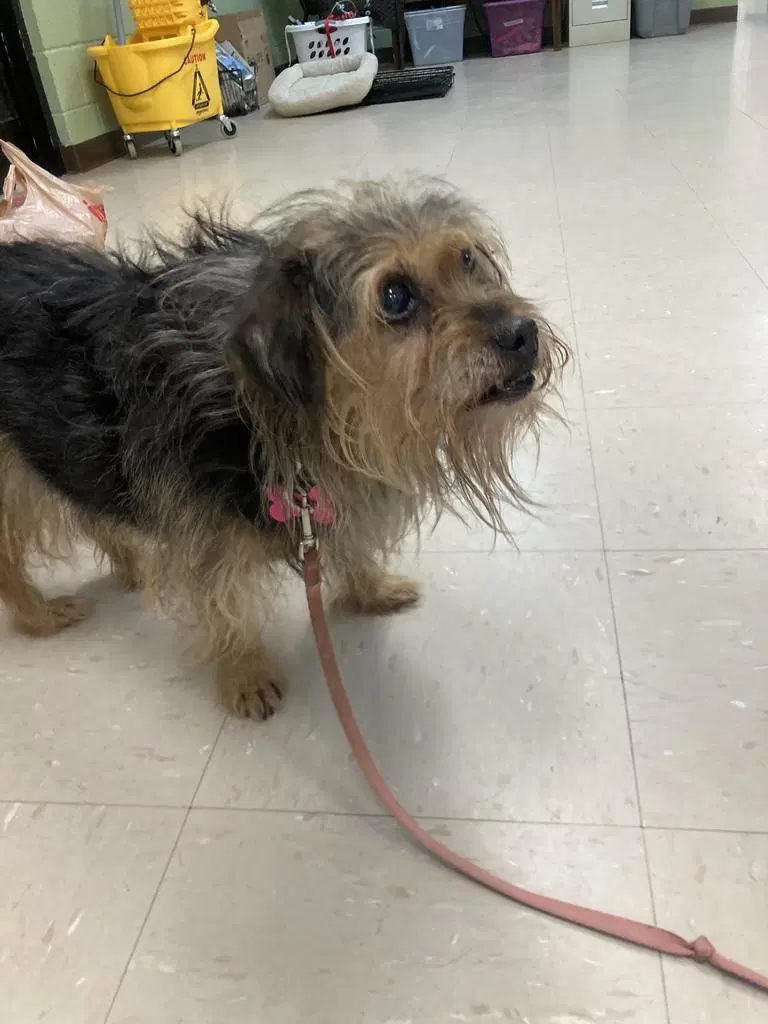 Jasmine - Yorkshire Terrier Yorkie