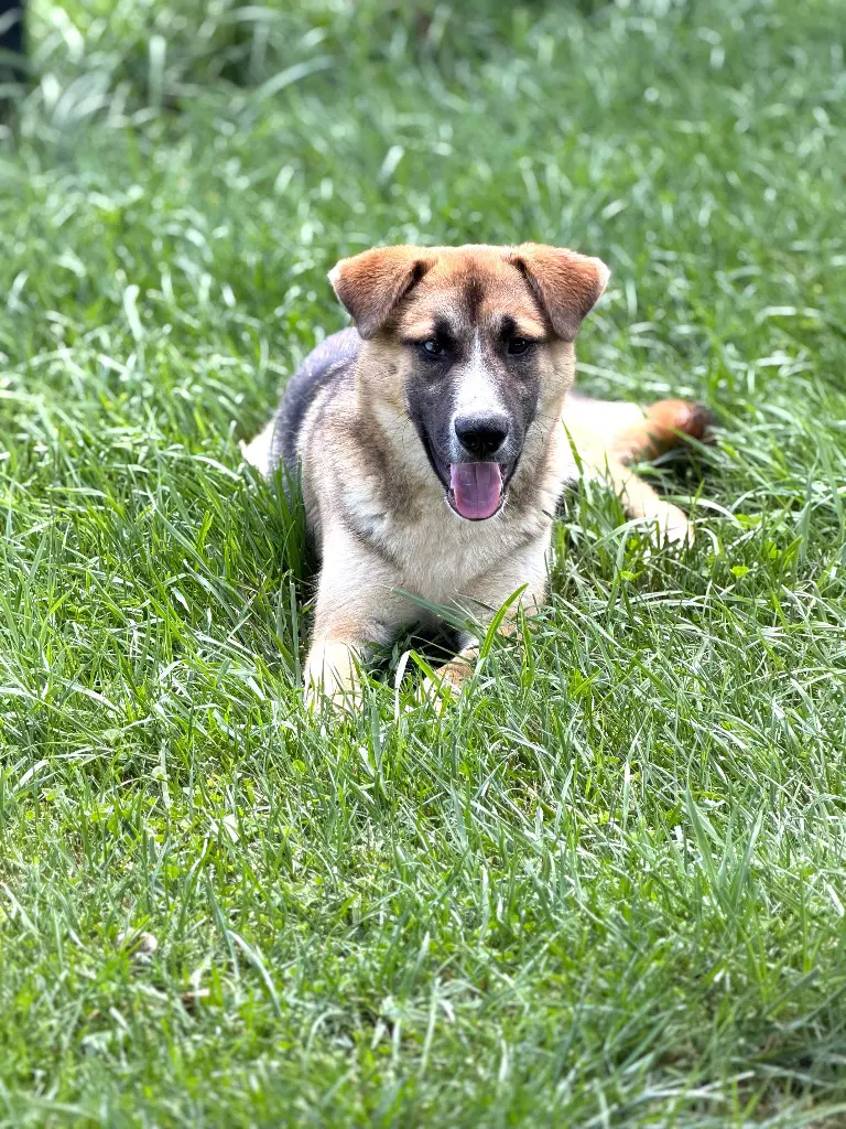 Kai image 4