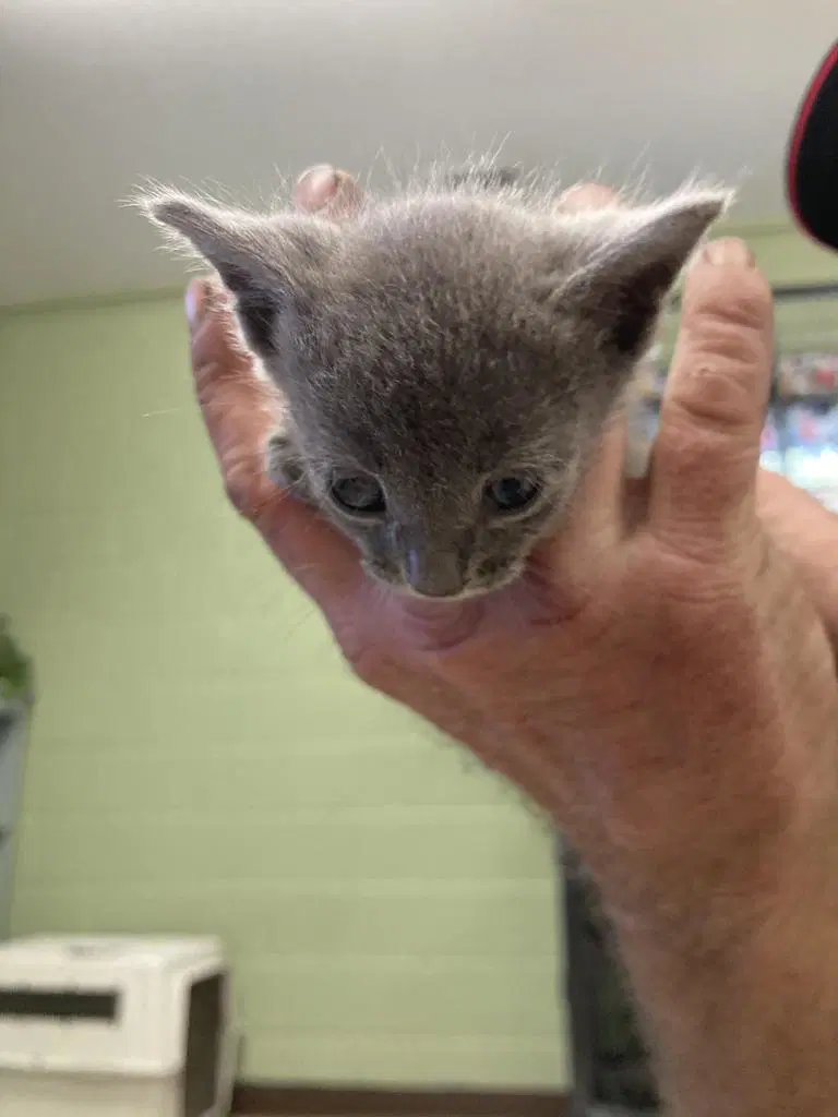 Gumbo - Domestic Short Hair