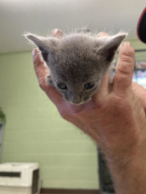 picture of the cat needing adoption