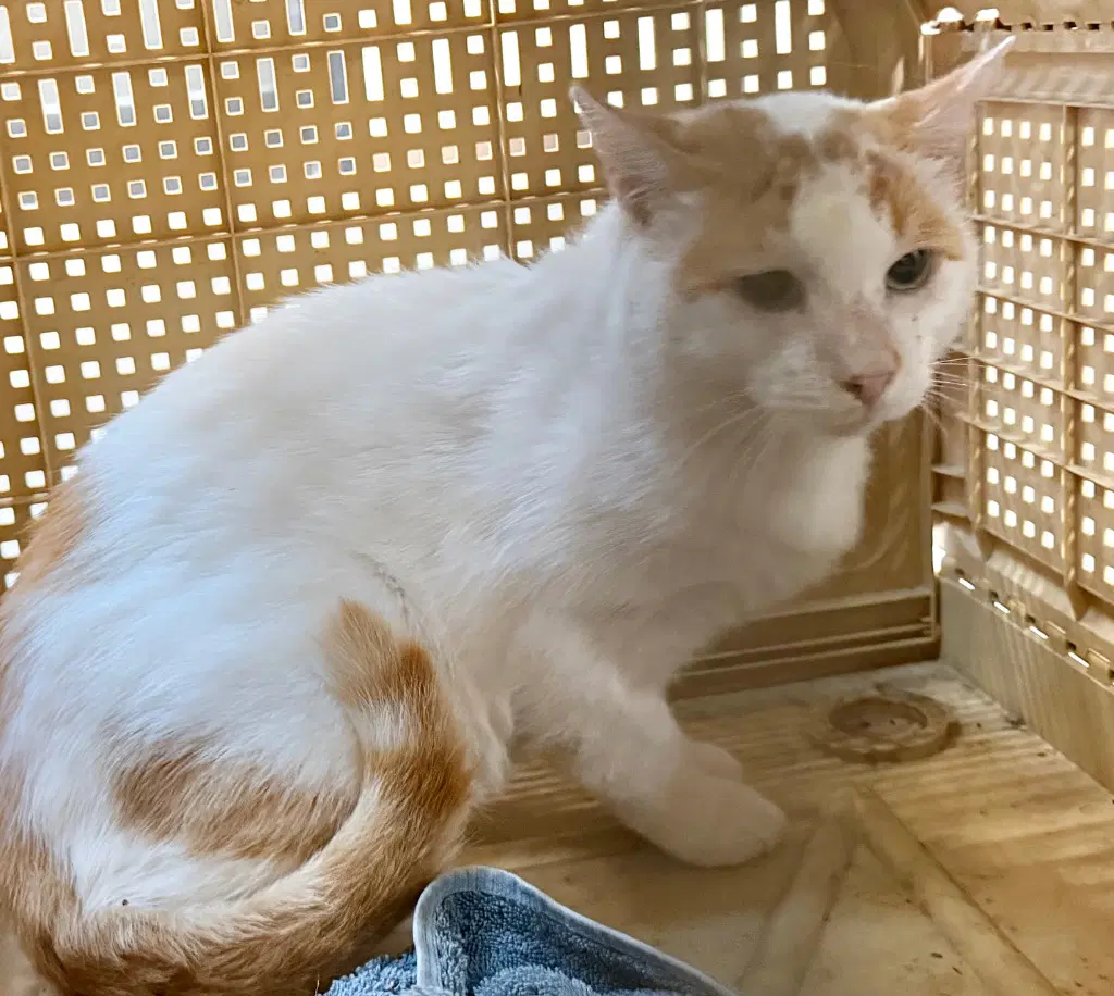 Howie - Domestic Short Hair