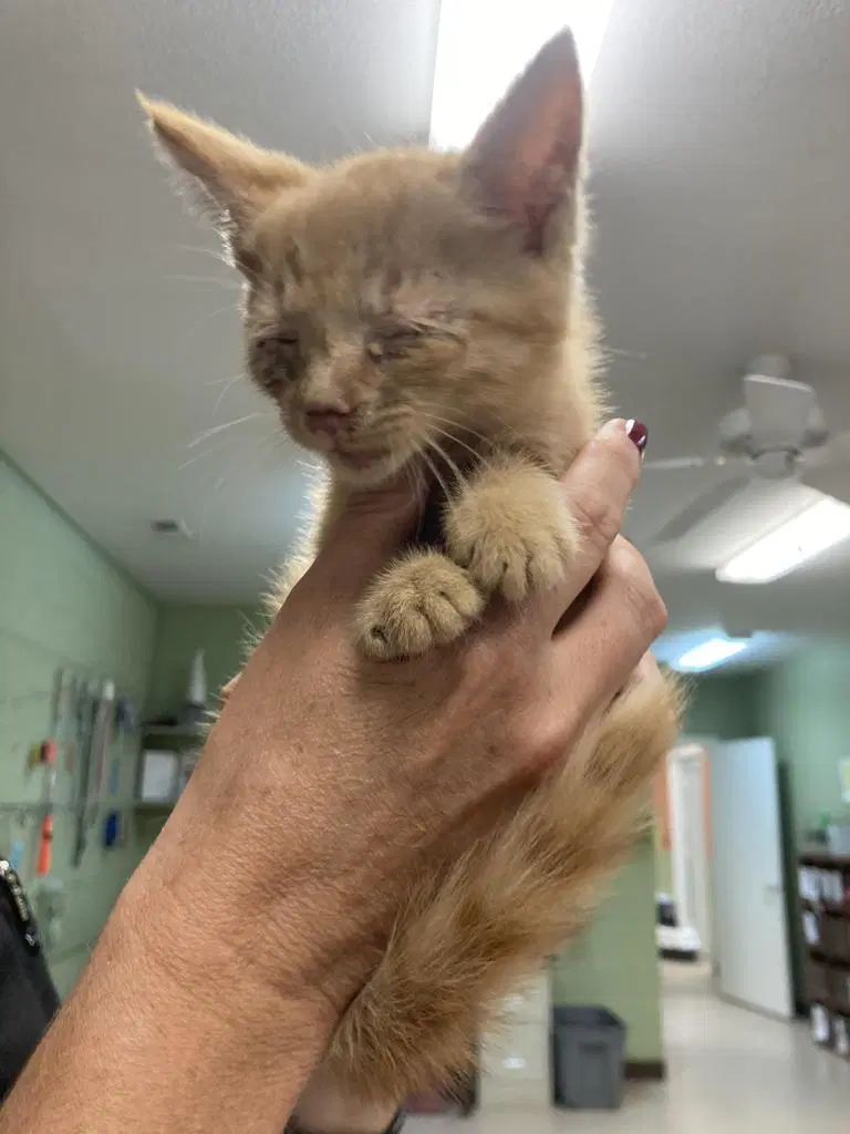 Quora - Domestic Short Hair