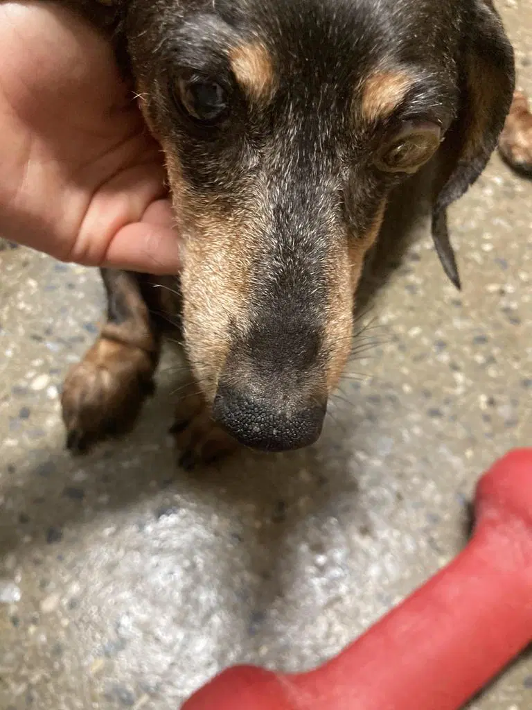 Harley Ii - Dachshund