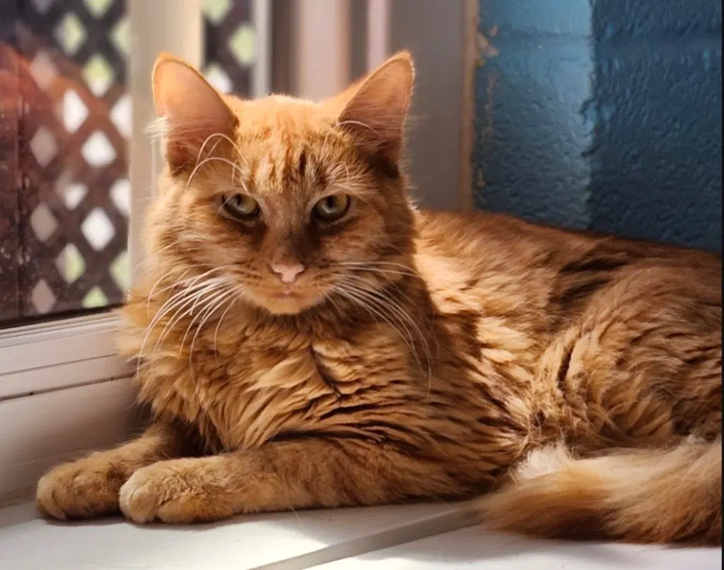 Tapatio - Domestic Short Hair