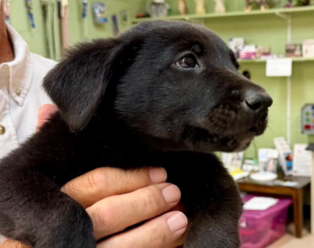 Crayons - Labrador Retriever