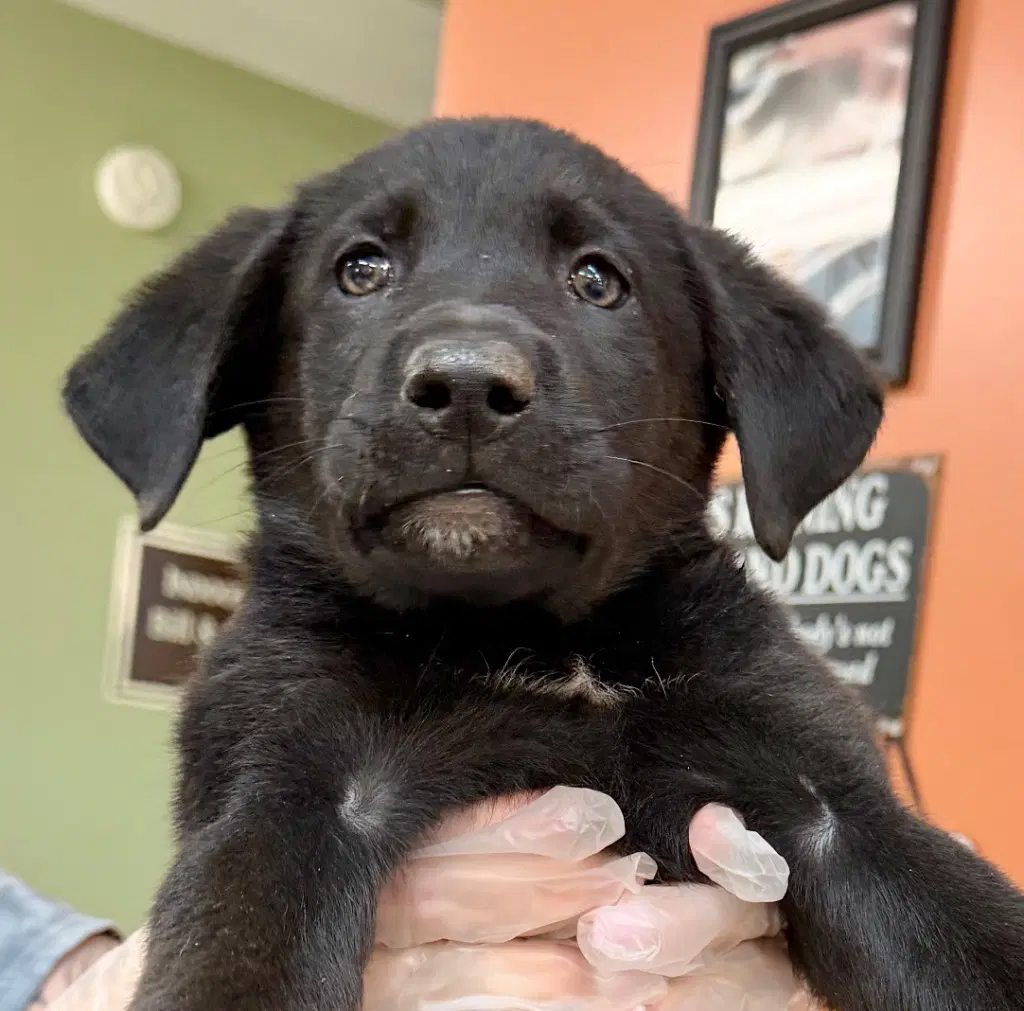 Pencil - Labrador Retriever