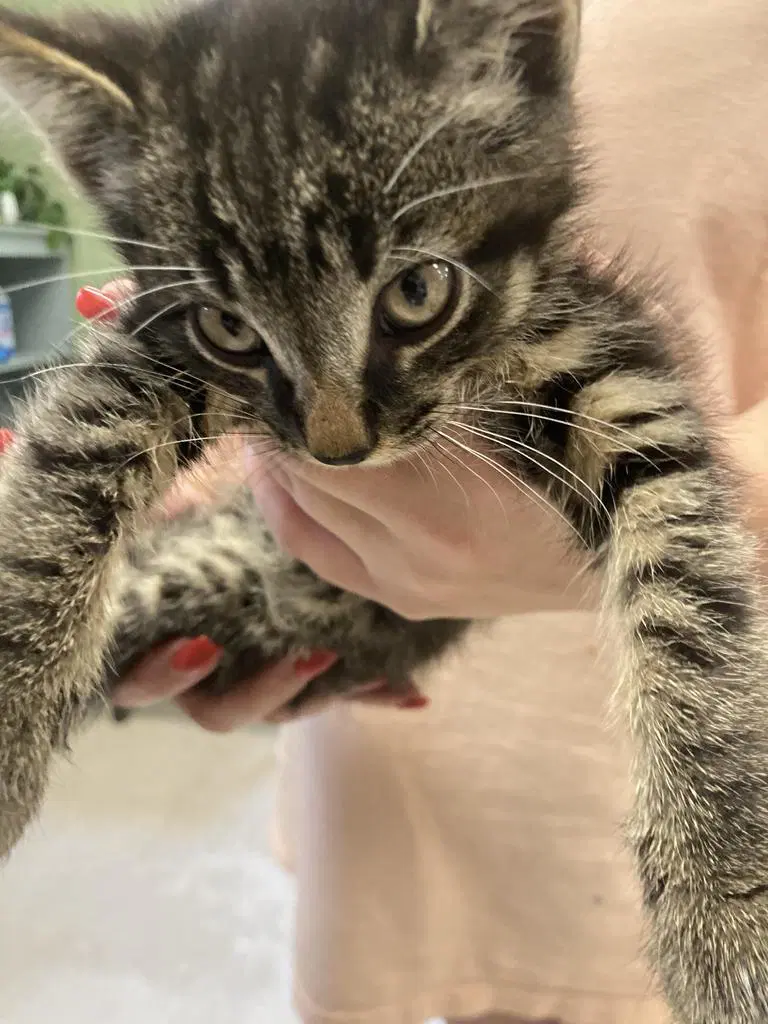 Runtz - Domestic Short Hair