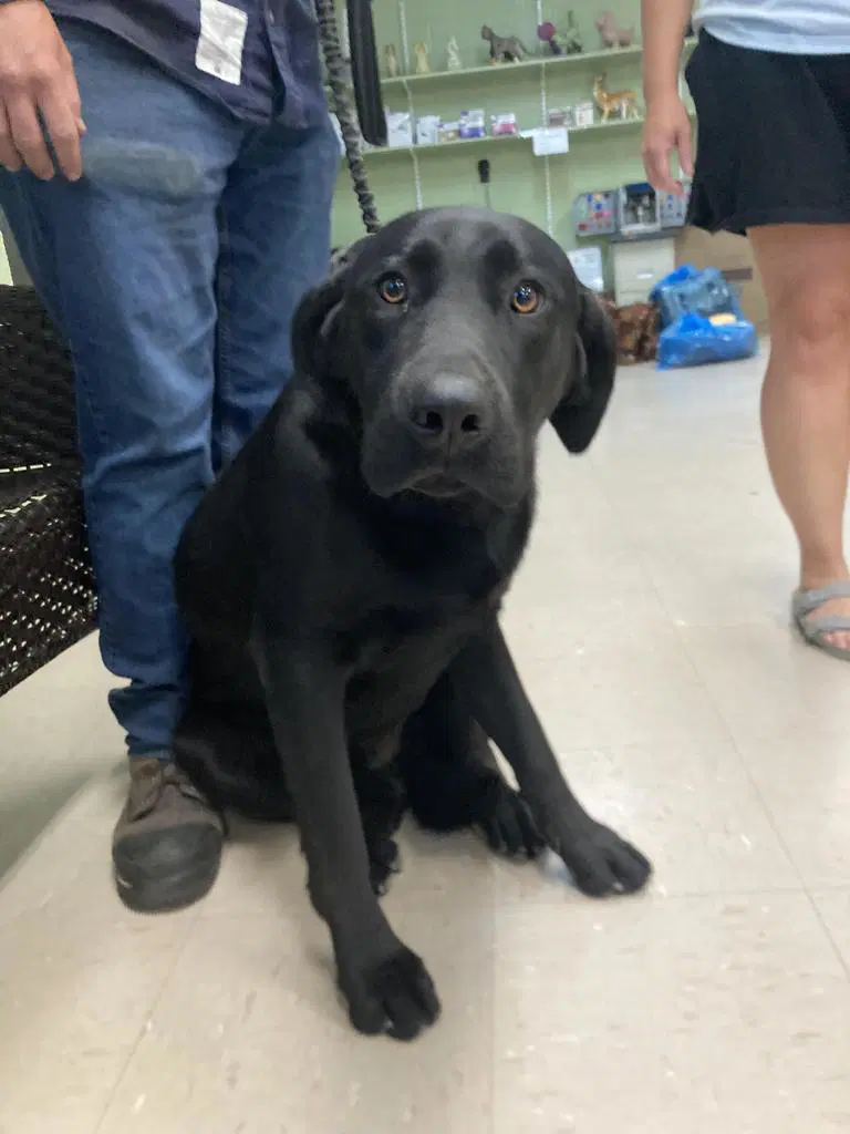 Scout - Labrador Retriever