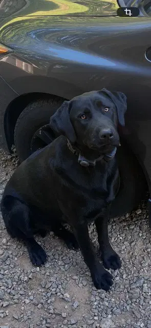 Scout image 2