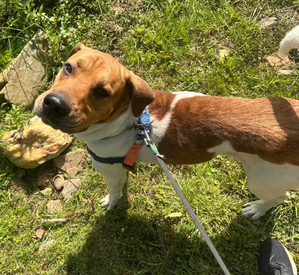 Bartolito - Hound
