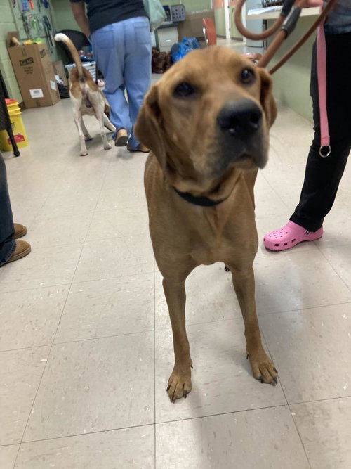 picture of the dog needing adoption