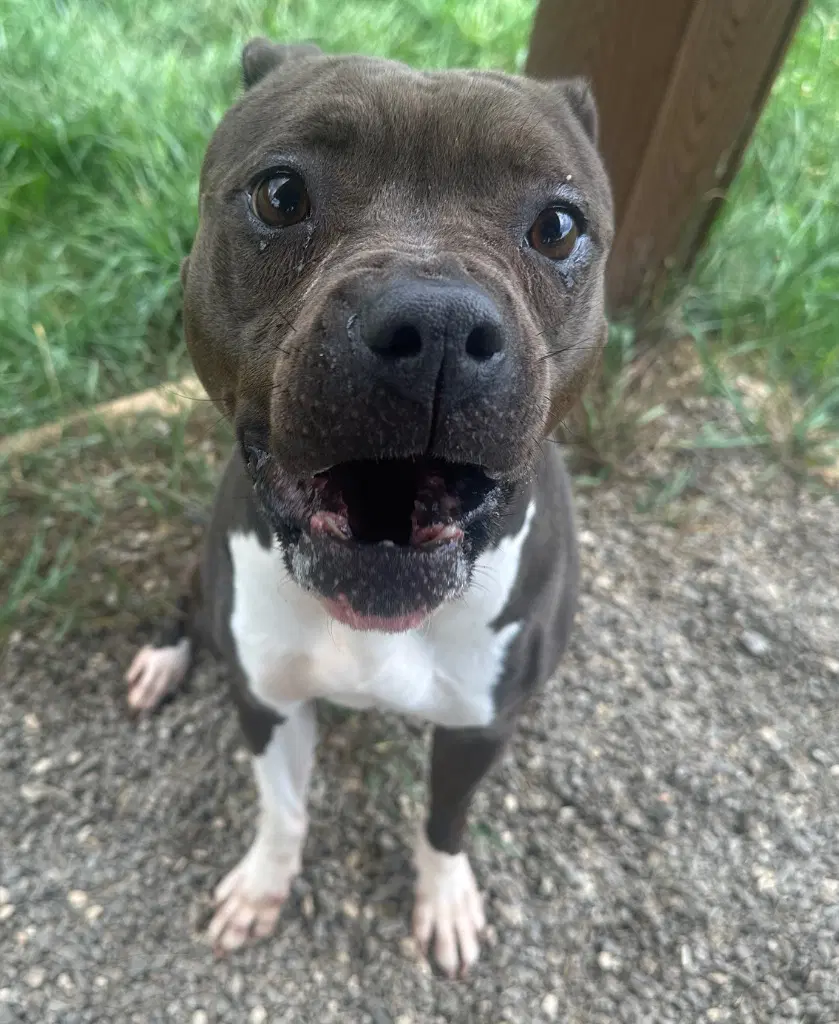 Angelina - American Staffordshire Terrier