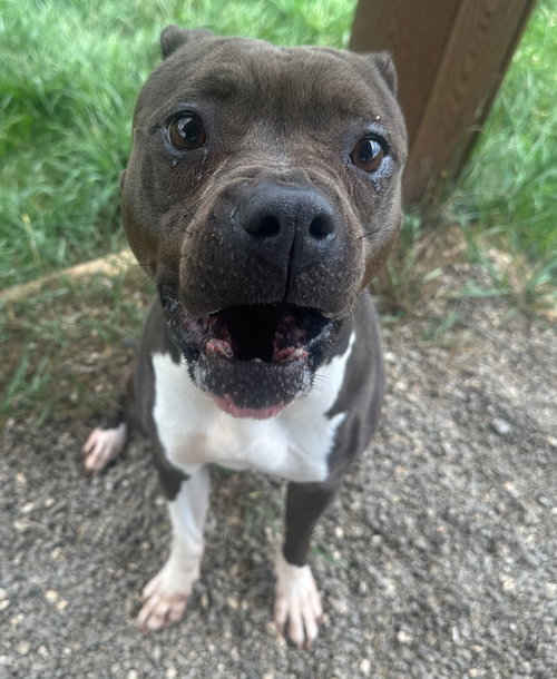 picture of the dog needing adoption