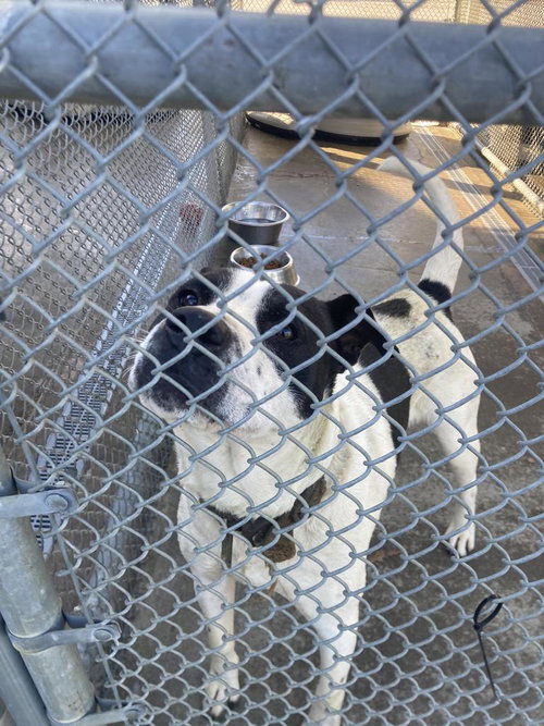 picture of the dog needing adoption