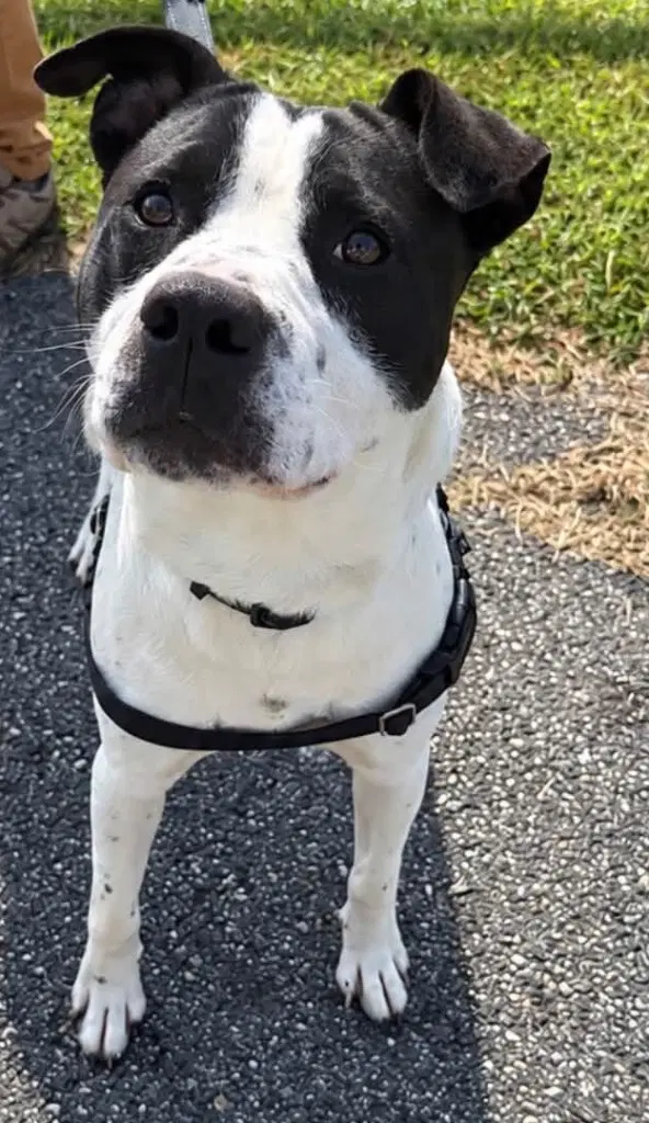 Cupcake - American Staffordshire Terrier