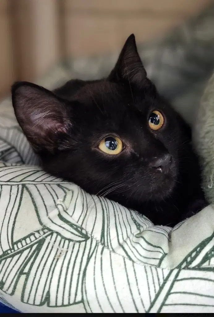 Hokkaido - Domestic Short Hair