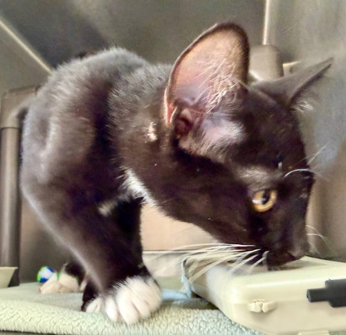 picture of the cat needing adoption