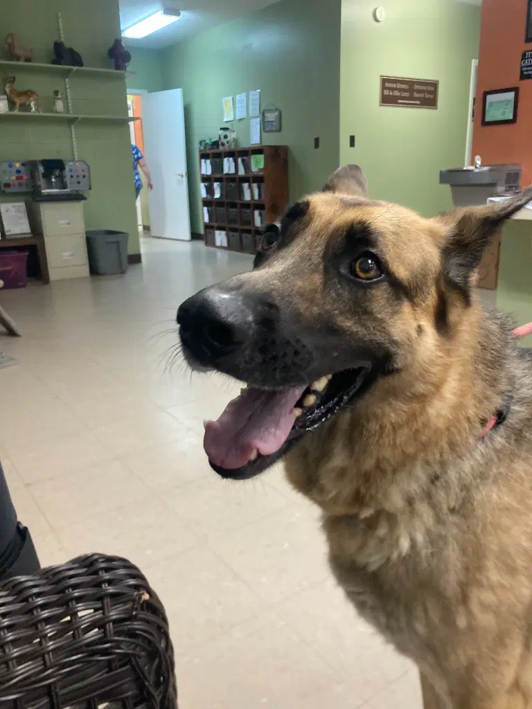 Roscoe - German Shepherd Dog