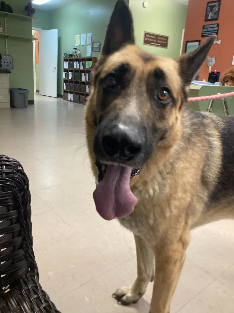 Roscoe image 2