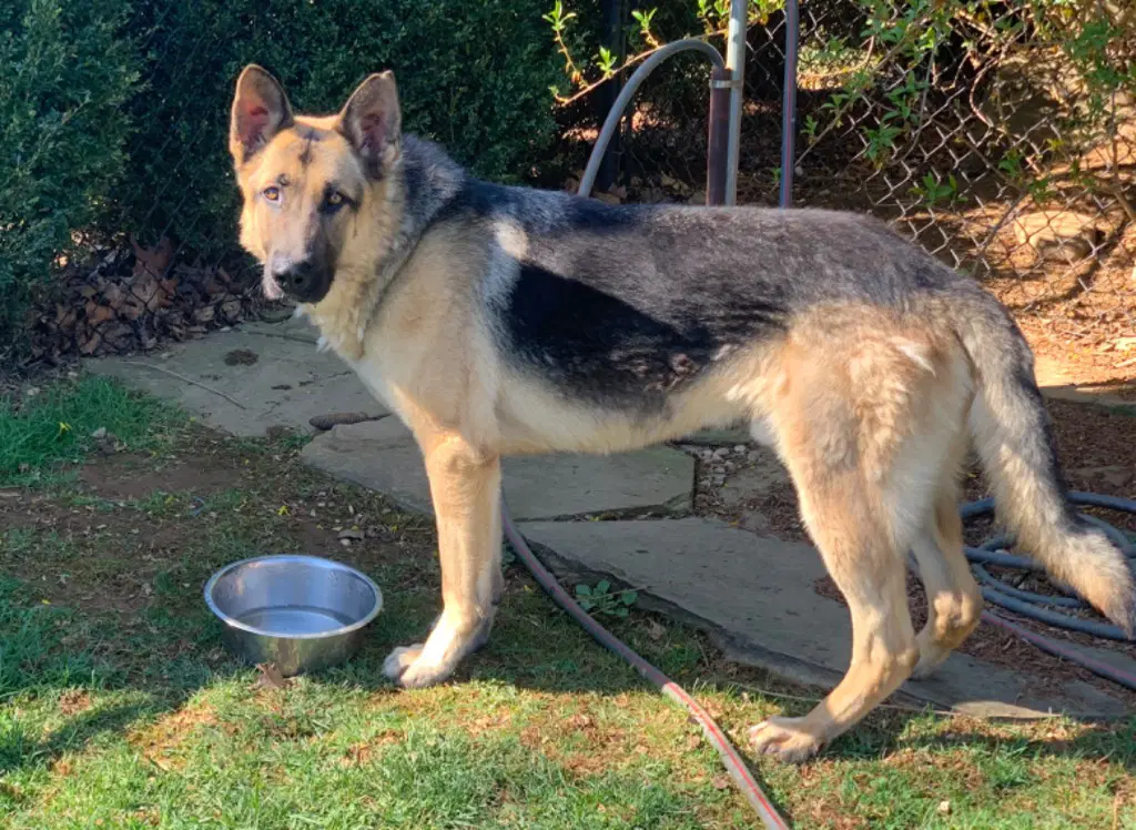Roscoe image 3