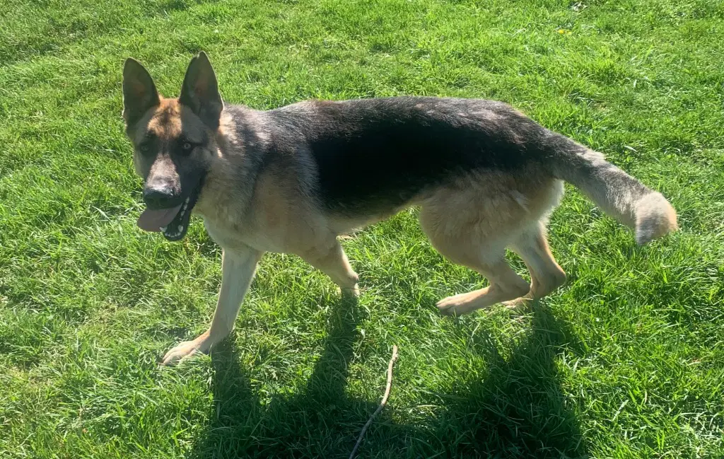 Roscoe image 4