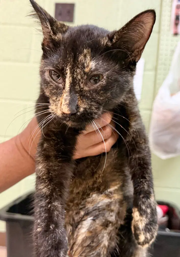 Shasta - Domestic Short Hair