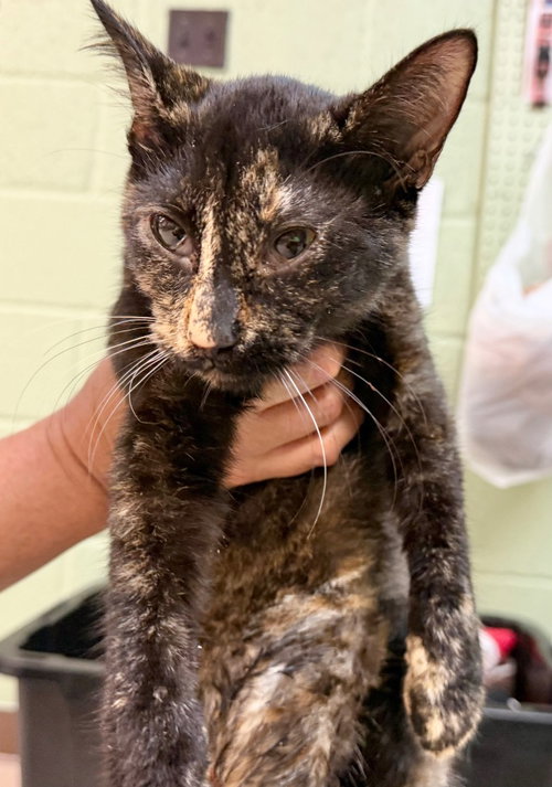 Shasta, Domestic Short Hair / Mixed