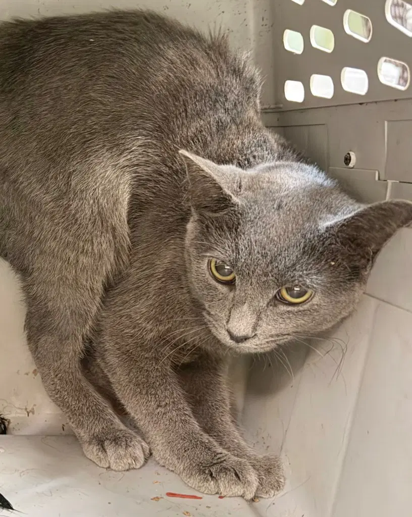 Sierra - Domestic Short Hair