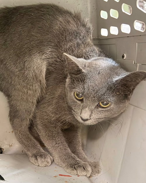 Sierra, Domestic Short Hair / Mixed