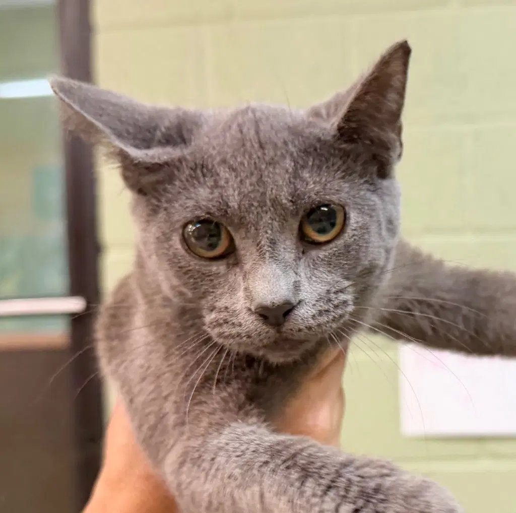 Silky - Domestic Short Hair