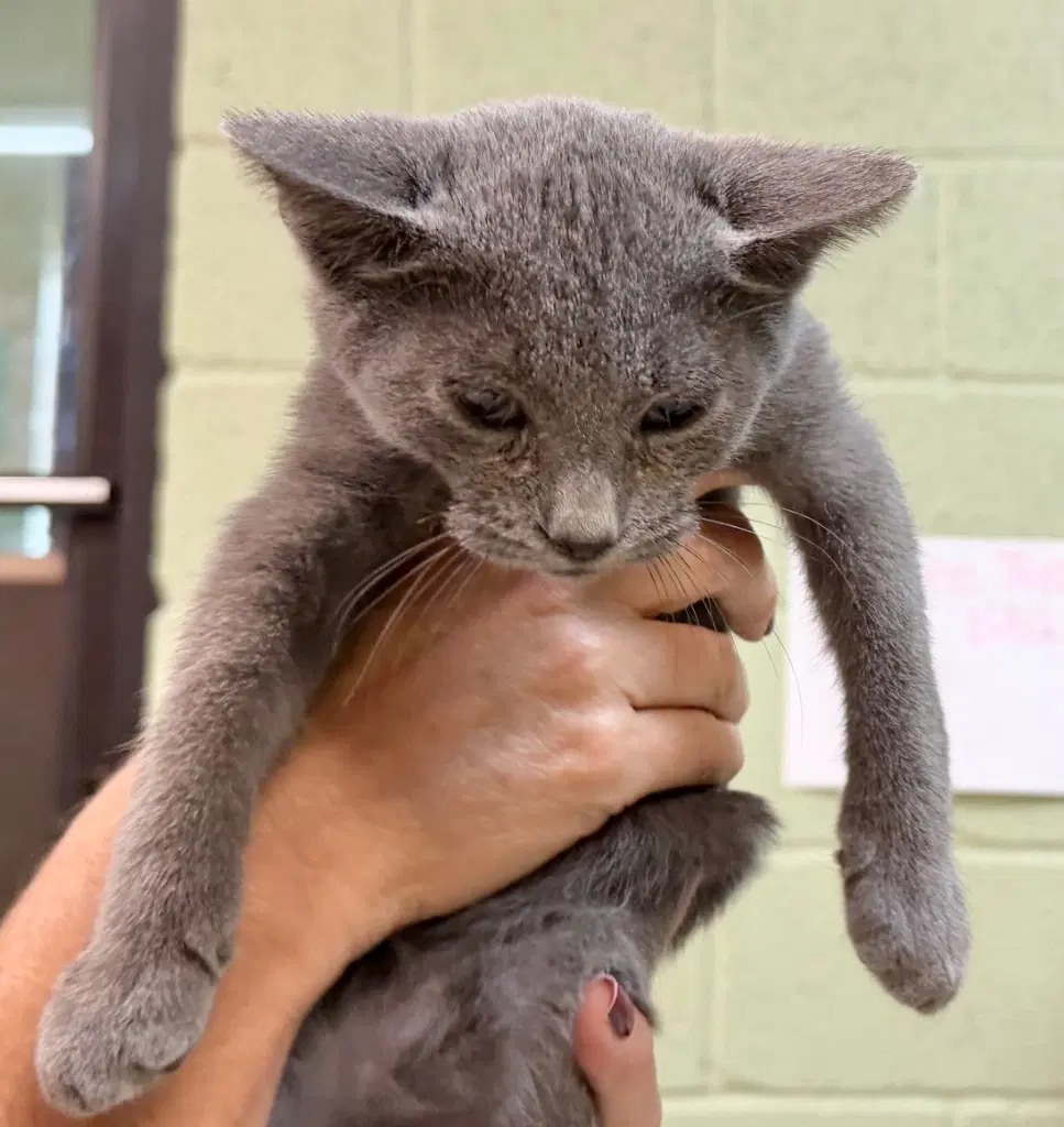 Silver - Domestic Short Hair