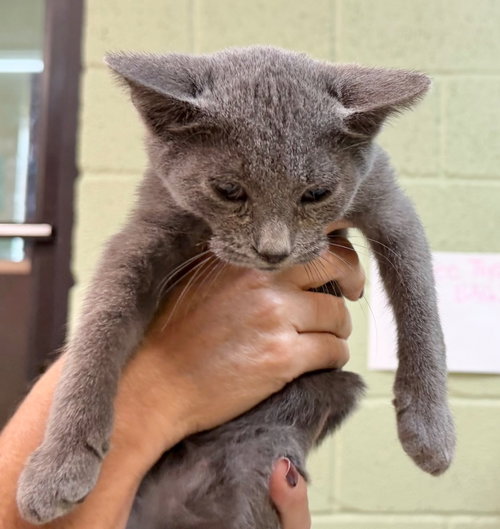 Silver, Domestic Short Hair / Mixed