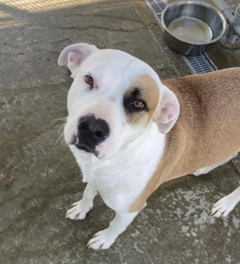 Carver - Boxer