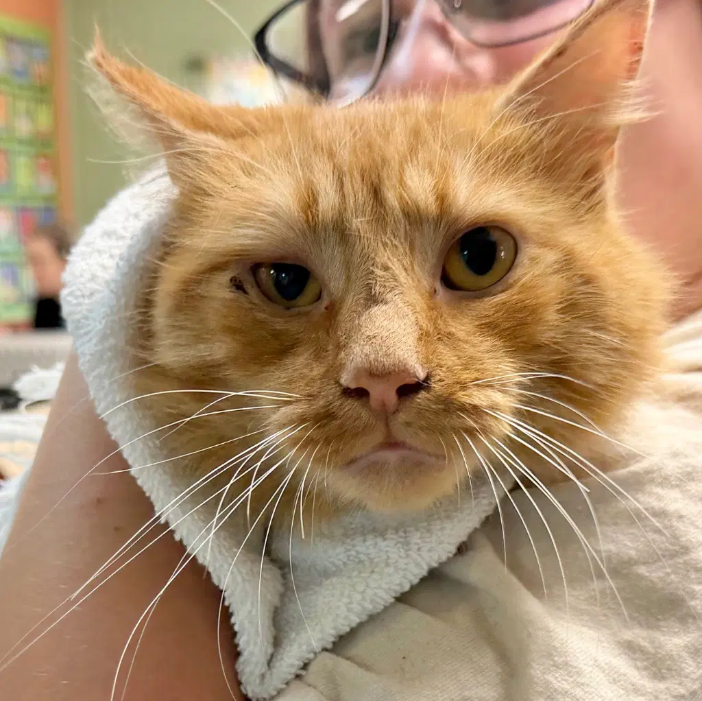 Cheeto - Domestic Short Hair