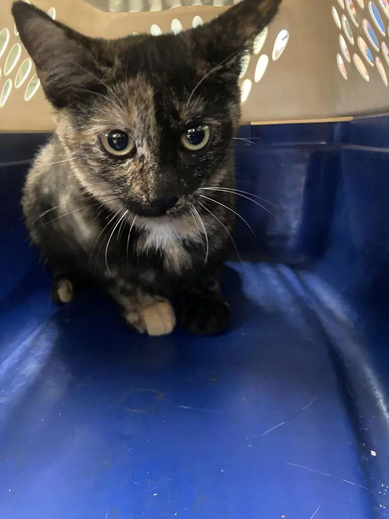 Sequin - Domestic Short Hair