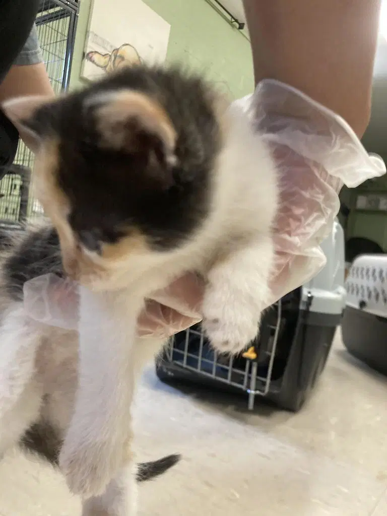 Churro - Domestic Short Hair