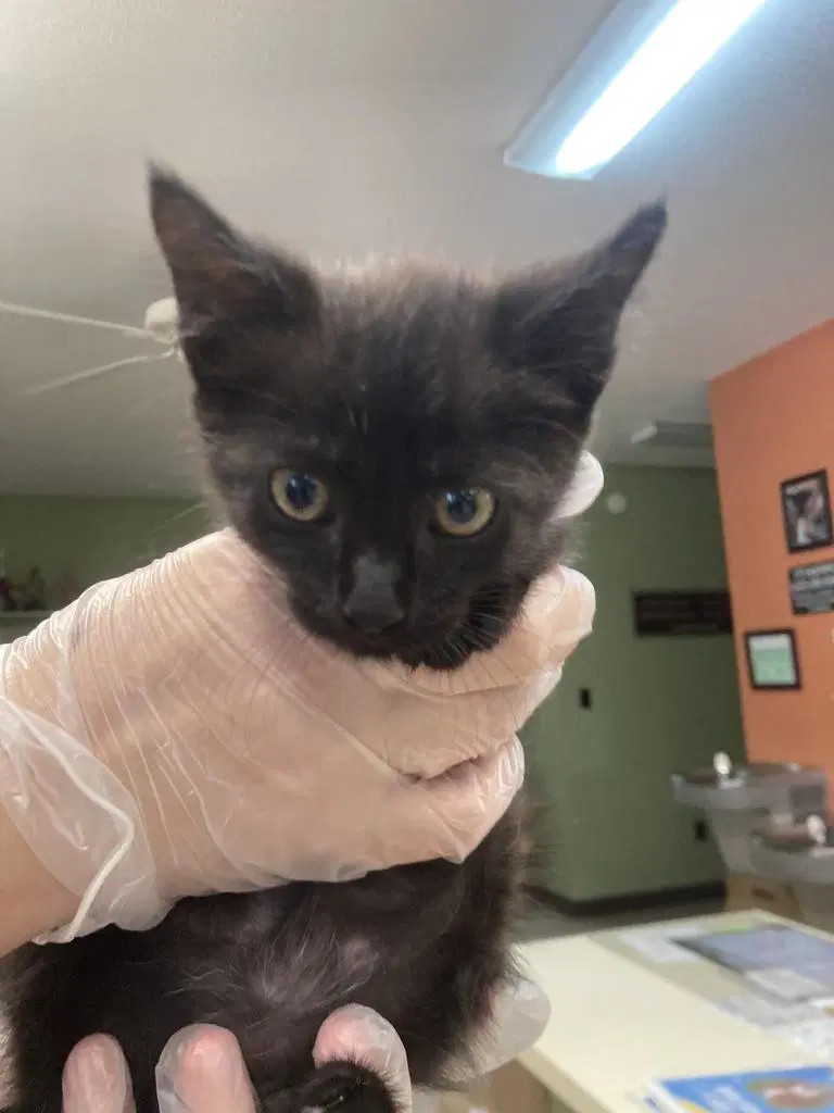 Derby - Domestic Short Hair