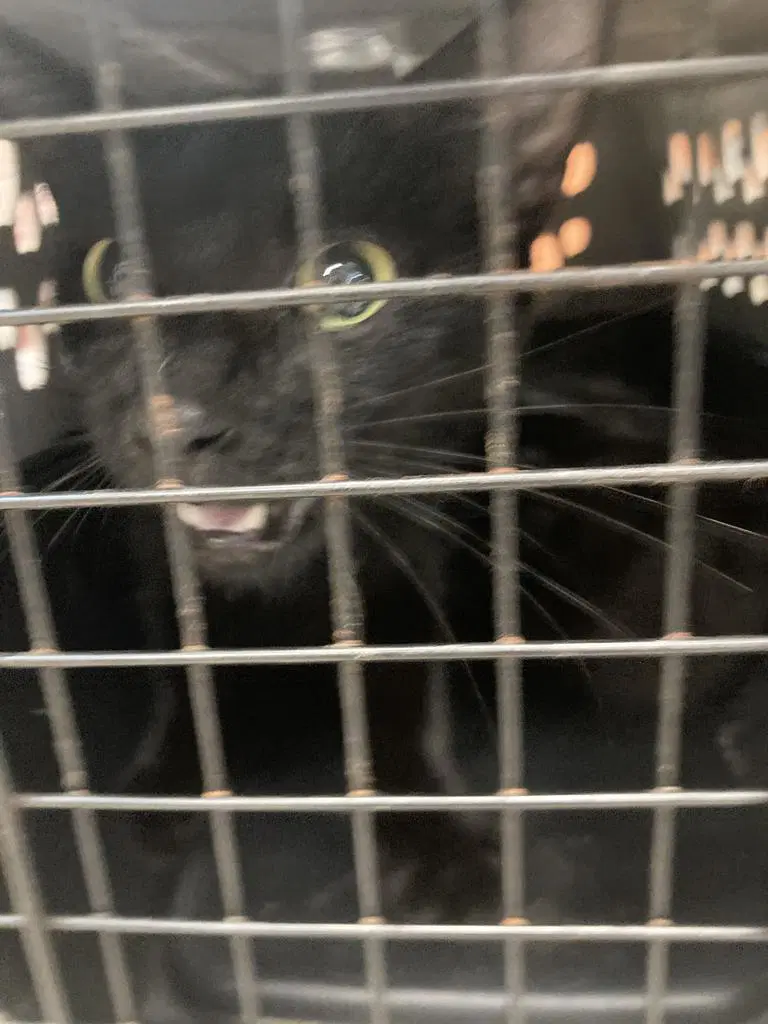 Donkey - Domestic Short Hair