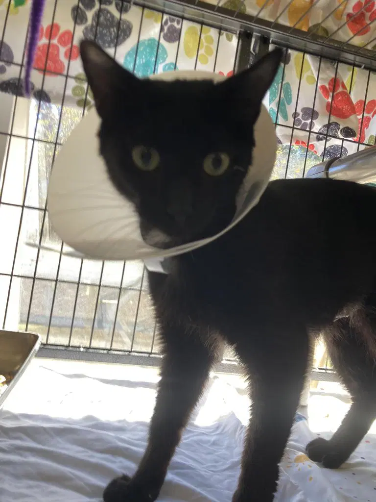 Donkey - Domestic Short Hair