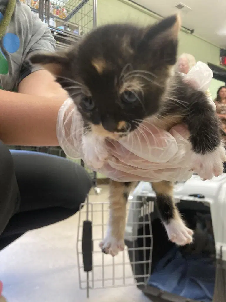 Eclair - Domestic Short Hair