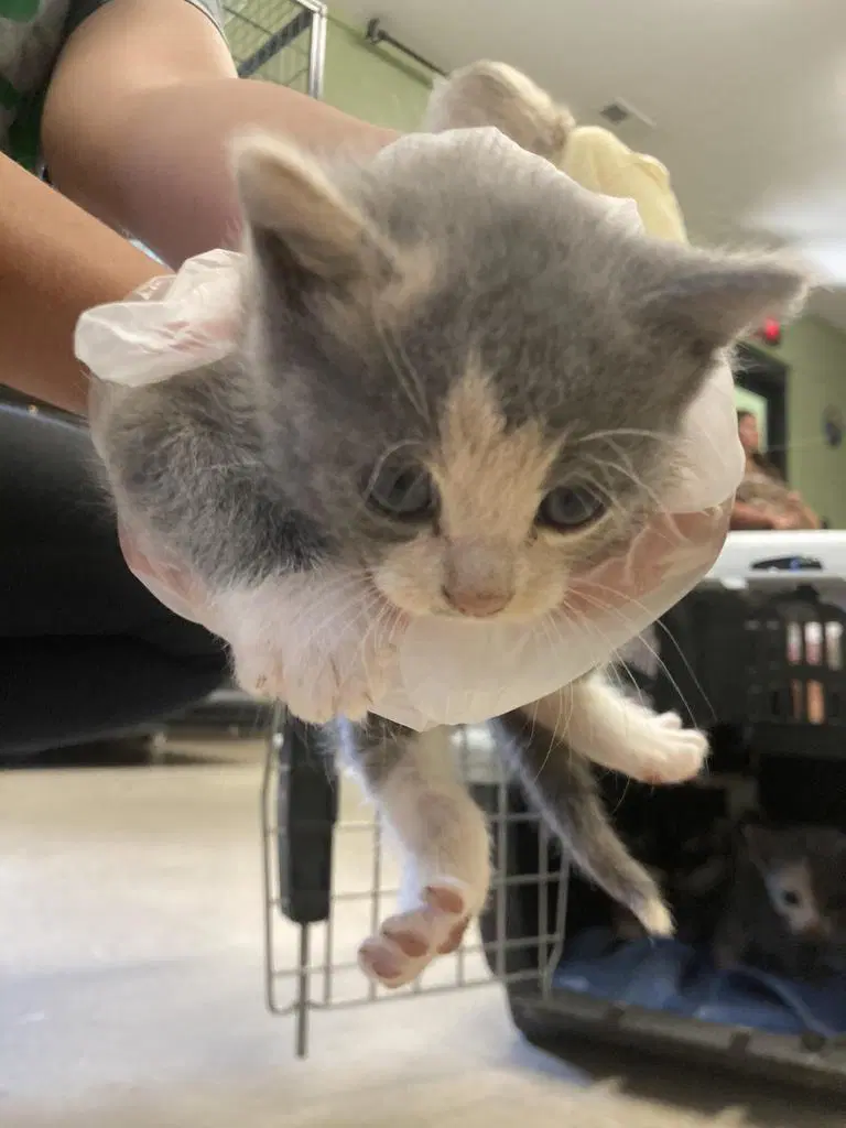 Kolache - Domestic Short Hair