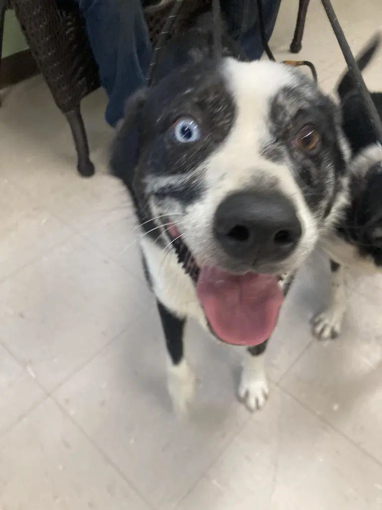 Cujo - Border Collie