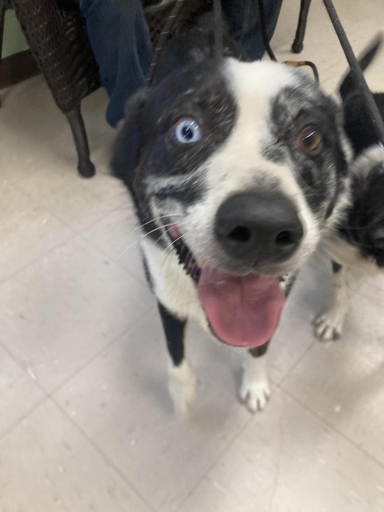 Cujo