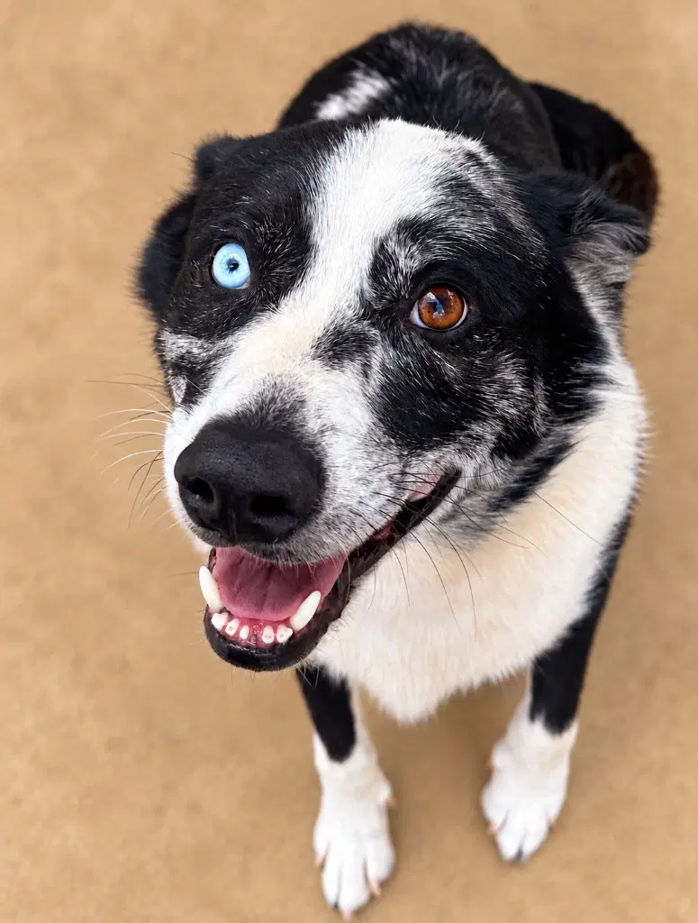 Cujo - Border Collie
