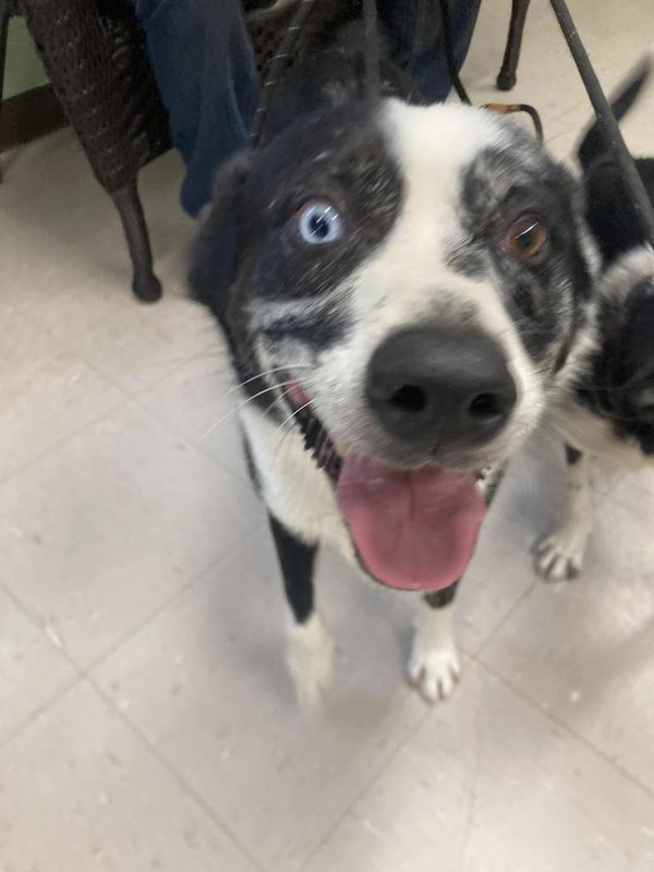 Cujo