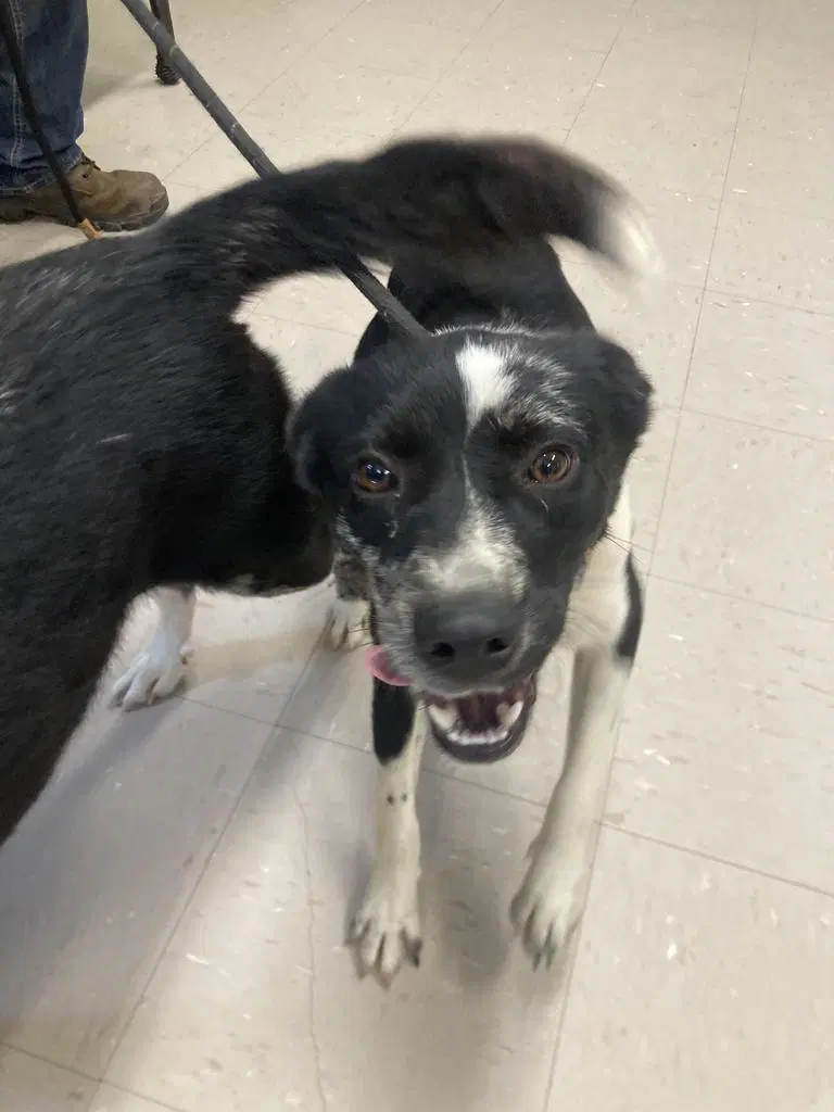 Miss Chompers - Border Collie