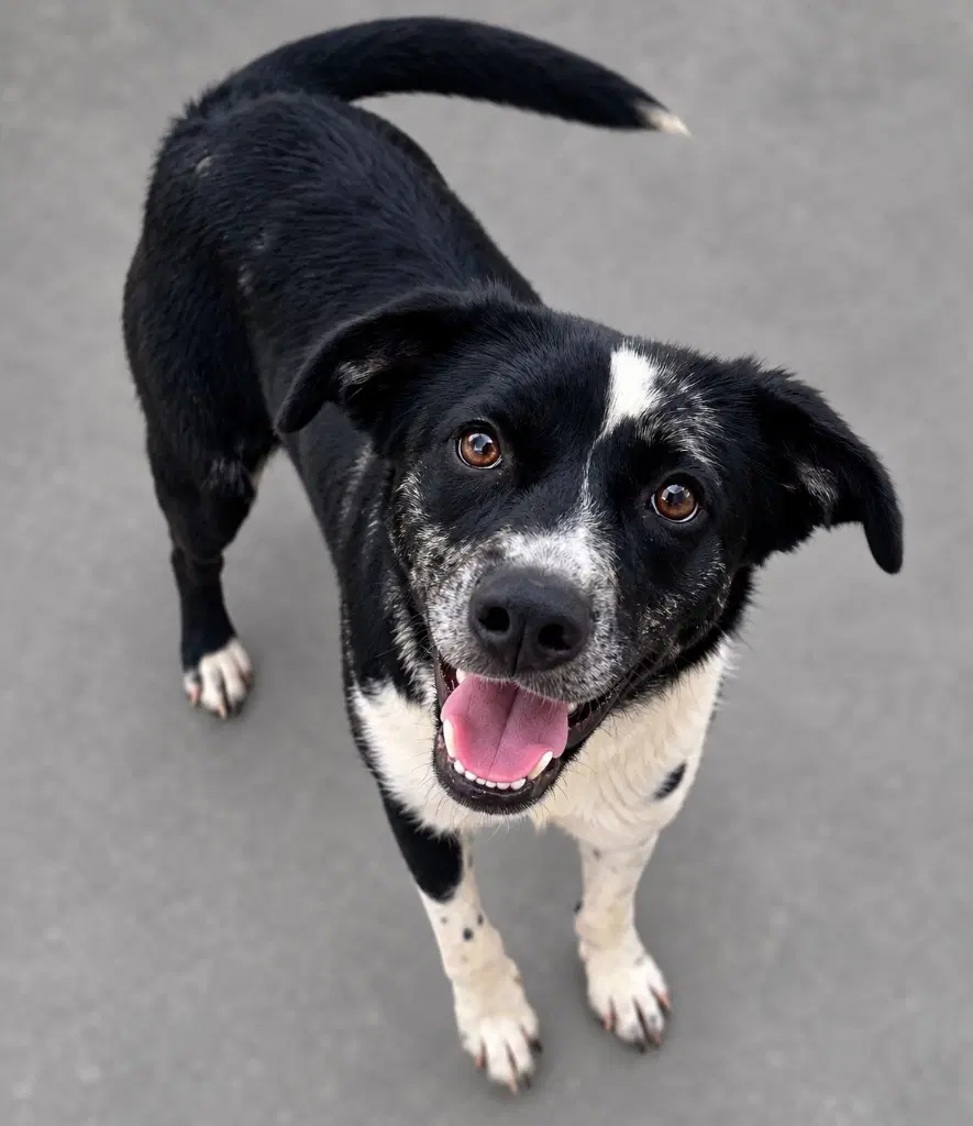 Miss Chompers - Border Collie