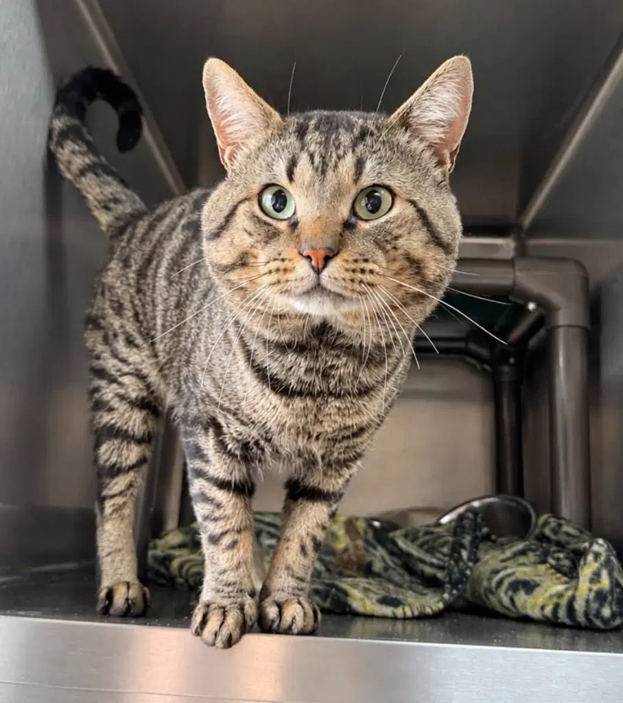 Diomedes - Domestic Short Hair