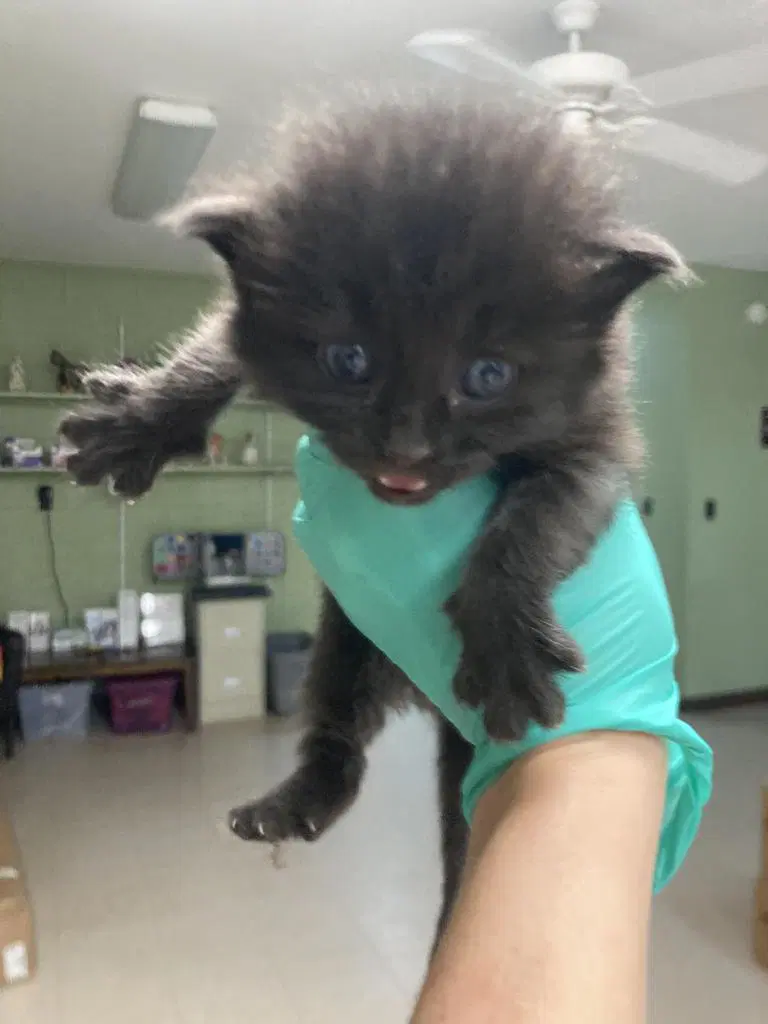 Eggplant - Domestic Short Hair